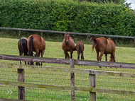 KS300622-97 - Kirtlington Stud Visit